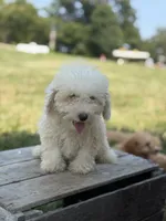 Caddy, a female Poodle - Miniature  for sale in Bluford, IL – 1 of 7