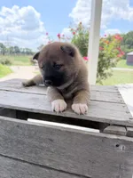 Daisy, a female Shiba Inu for sale in Bluford, IL – 2 of 4