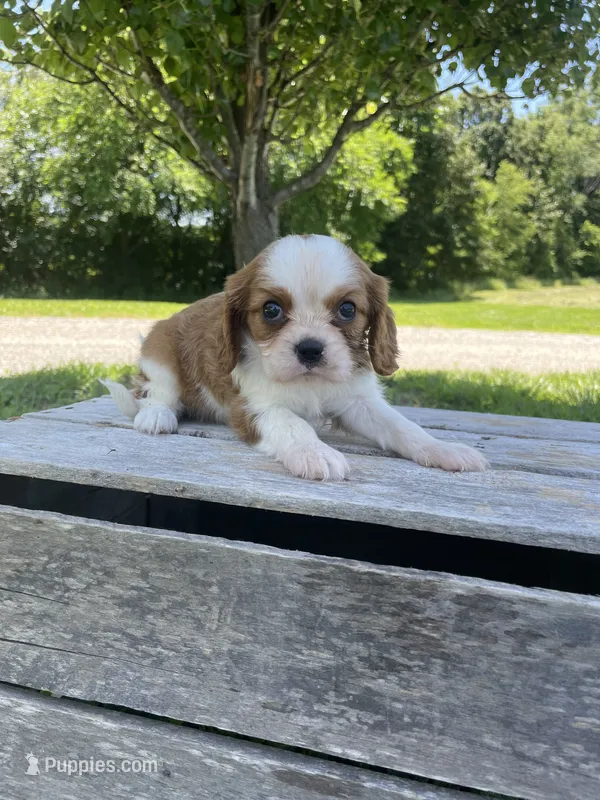 Becca – Cavalier King Charles Spaniel puppy for sale in Bluford, IL