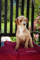 Caddy, a female Poodle - Miniature  for sale in Bluford, IL – 3 of 3