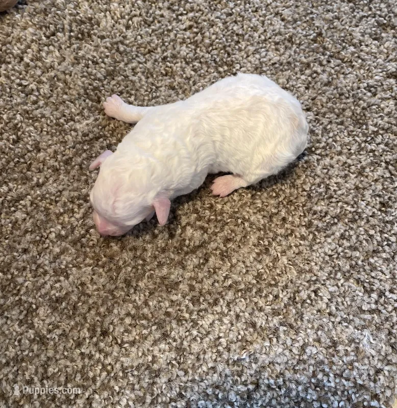 Caddy – Poodle - Miniature  puppy for sale in Bluford, IL