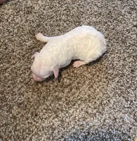 Caddy, a female Poodle - Miniature  for sale in Bluford, IL – 1 of 3