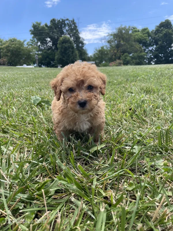 Chloe – Poodle - Miniature  puppy for sale in Bluford, IL