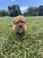 Chloe, a female Poodle - Miniature  for sale in Bluford, IL – 2 of 8