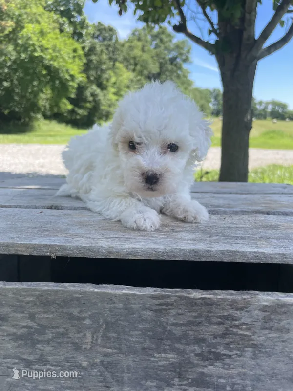Caddy – Poodle - Miniature  puppy for sale in Bluford, IL