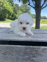Caddy, a female Poodle - Miniature  for sale in Bluford, IL – 1 of 5