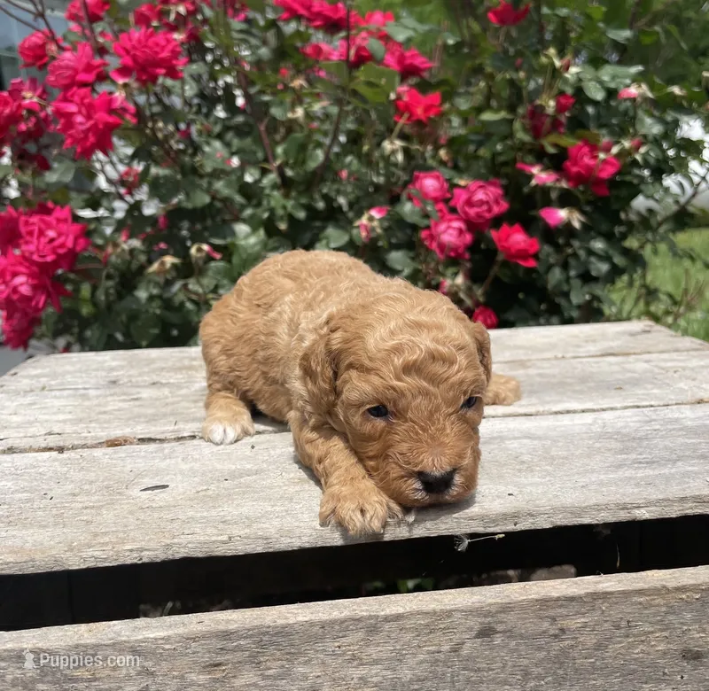 Cooper – Poodle - Miniature  puppy for sale in Bluford, IL