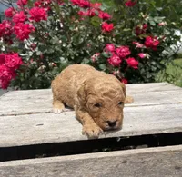 Cooper, a male Poodle - Miniature  for sale in Bluford, IL – 2 of 6