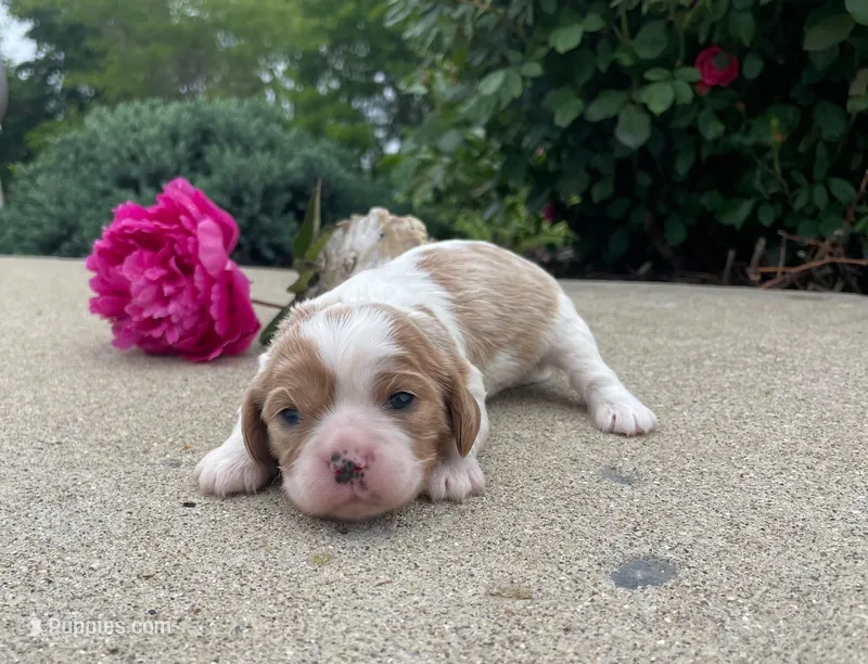 Becca – Cavalier King Charles Spaniel puppy for sale in Bluford, IL
