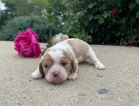 Becca, a female Cavalier King Charles Spaniel for sale in Bluford, IL – 1 of 4