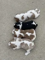 Becca, a female Cavalier King Charles Spaniel for sale in Bluford, IL – 2 of 4