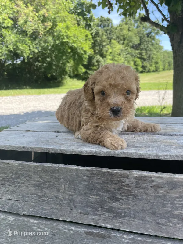 Cooper – Poodle - Miniature  puppy for sale in Bluford, IL
