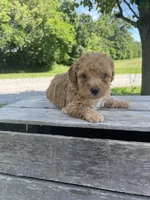 Cooper, a male Poodle - Miniature  for sale in Bluford, IL – 1 of 6