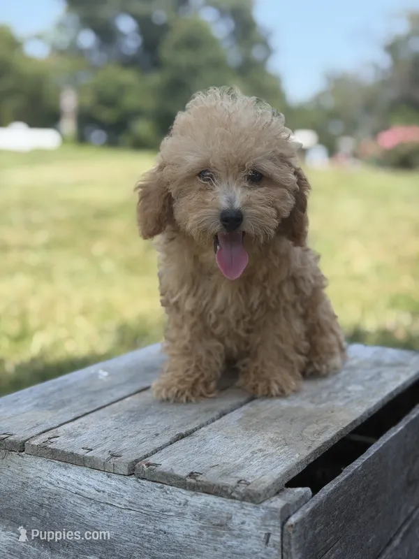 Cookie – Poodle - Miniature  puppy for sale in Bluford, IL