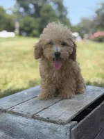 Cookie, a female Poodle - Miniature  for sale in Bluford, IL – 1 of 8