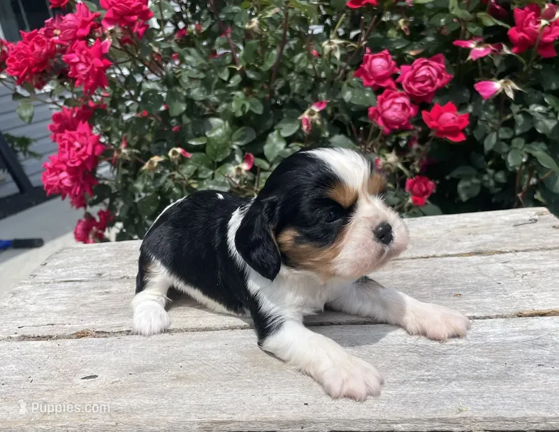 Bella – Cavalier King Charles Spaniel puppy for sale in Bluford, IL