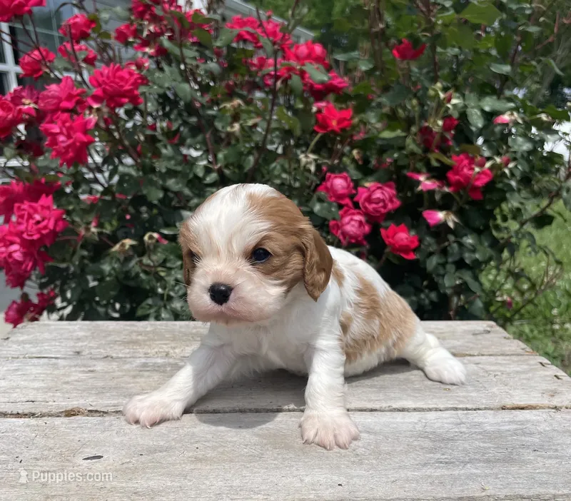 Biscuit – Cavalier King Charles Spaniel puppy for sale in Bluford, IL