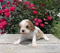 Biscuit, a female Cavalier King Charles Spaniel for sale in Bluford, IL – 1 of 5