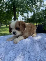 Daisy, a female Cavalier King Charles Spaniel for sale in Bluford, IL – Photo 6 of 8