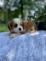 Daisy, a female Cavalier King Charles Spaniel for sale in Bluford, IL – Photo 5 of 8