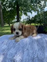 Daisy, a female Cavalier King Charles Spaniel for sale in Bluford, IL – Photo 4 of 8