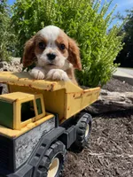 Daisy, a female Cavalier King Charles Spaniel for sale in Bluford, IL – Photo 1 of 8