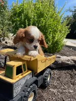 Daisy, a female Cavalier King Charles Spaniel for sale in Bluford, IL – Photo 2 of 8