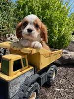 Daisy, a female Cavalier King Charles Spaniel for sale in Bluford, IL – Photo 3 of 8