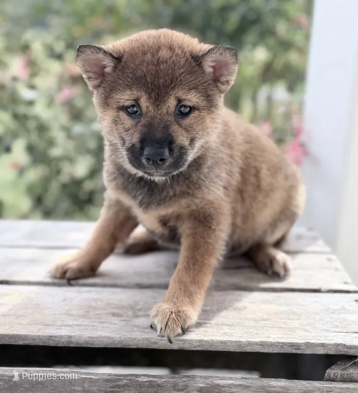 Dixie – Shiba Inu puppy for sale in Bluford, IL