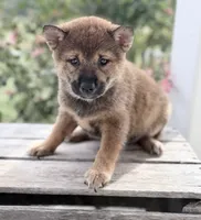 Dixie, a female Shiba Inu for sale in Bluford, IL – 1 of 5