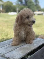 Chloe, a female Poodle - Miniature  for sale in Bluford, IL – 1 of 8