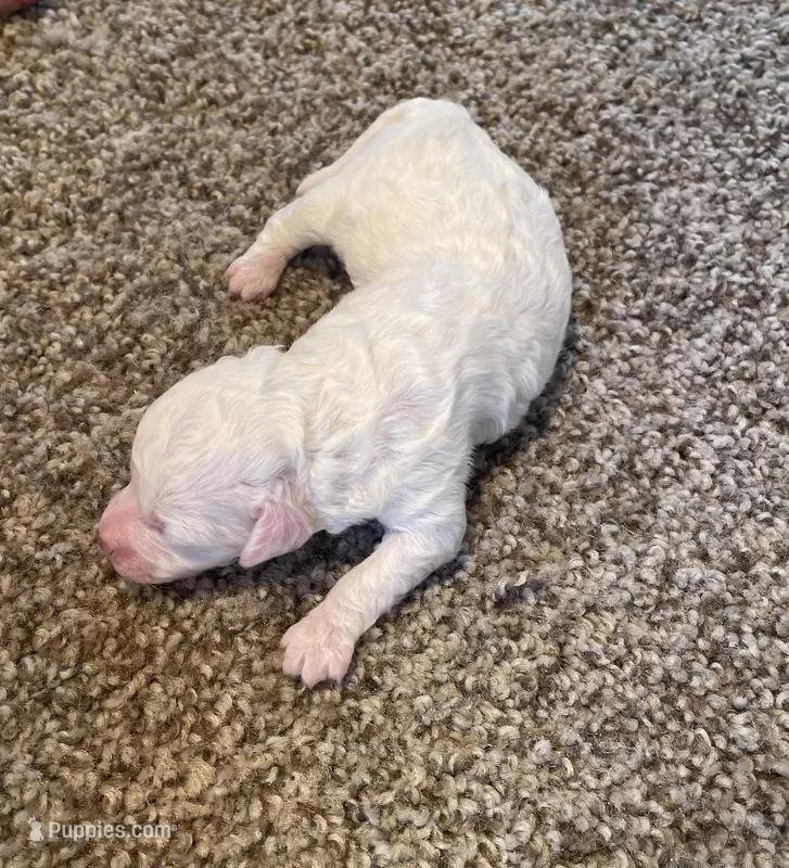 Cecie – Poodle - Miniature  puppy for sale in Bluford, IL