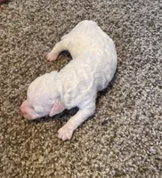 Cecie, a female Poodle - Miniature  for sale in Bluford, IL – 1 of 3