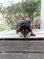 Duke, a male Shiba Inu for sale in Bluford, IL – 2 of 6