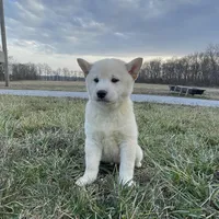 Duke, a male Shiba Inu for sale in Bluford, IL – Photo 1 of 5