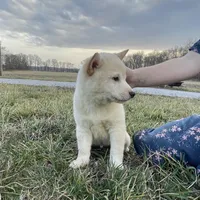 Duke, a male Shiba Inu for sale in Bluford, IL – Photo 2 of 5