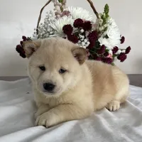 Duke, a male Shiba Inu for sale in Bluford, IL – Photo 3 of 5