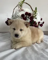 processed/cdd8ab30-dc01-43a9-af1e-15587582150b/listing/825f39dc-63df-4e56-9a95-f12e488f85e6/40fa9334-835d-4a36-b722-01fd7b9707f8