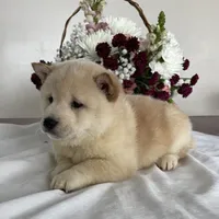 Duke, a male Shiba Inu for sale in Bluford, IL – Photo 4 of 5