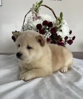 processed/cdd8ab30-dc01-43a9-af1e-15587582150b/listing/825f39dc-63df-4e56-9a95-f12e488f85e6/46e9292b-8413-4d18-abfc-56831ff6ec5e