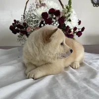 Duke, a male Shiba Inu for sale in Bluford, IL – Photo 5 of 5