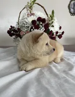 processed/cdd8ab30-dc01-43a9-af1e-15587582150b/listing/825f39dc-63df-4e56-9a95-f12e488f85e6/946fe9ac-d7bc-469b-b722-26a09ac9d6f1