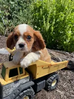 Bella, a female Cavalier King Charles Spaniel for sale in Bluford, IL – Photo 1 of 7
