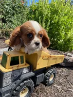Bella, a female Cavalier King Charles Spaniel for sale in Bluford, IL – Photo 2 of 7