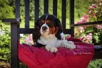 Berry, a female Cavalier King Charles Spaniel for sale in Bluford, IL – 5 of 5