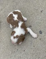 Berry, a female Cavalier King Charles Spaniel for sale in Bluford, IL – 2 of 5