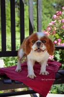 Berry, a female Cavalier King Charles Spaniel for sale in Bluford, IL – 4 of 5