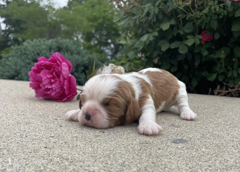 Berry – Cavalier King Charles Spaniel puppy for sale in Bluford, IL