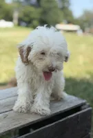 Cecie, a female Poodle - Miniature  for sale in Bluford, IL – 2 of 8