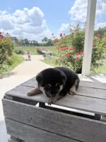 Duke, a male Shiba Inu for sale in Bluford, IL – 2 of 4
